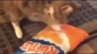 Cat wants chips