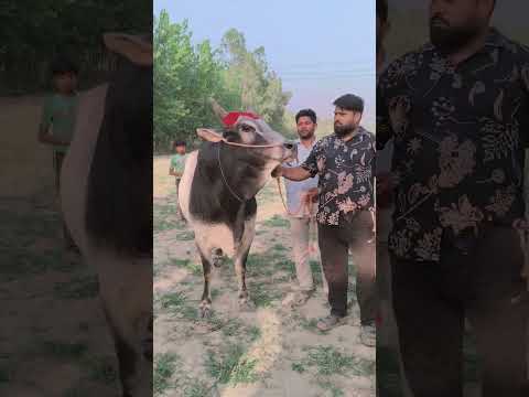 Tahir pahalvan Apne bail ke sath masti karte hue #song #music #garrysandhu #gugugill #sureshwadkar