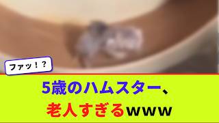 5歳のハムスター、老人すぎるwww【2chまとめ】【2chスレ】【5chスレ】 Guide