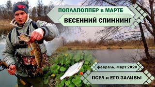 Весенний СПИННИНГ и ПОПЛАПОППЕР. Первые РЫБАЛКИ ВЕСНЫ 2020 года