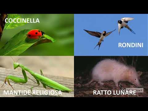 Conosciamo gli animali (Insettivori)