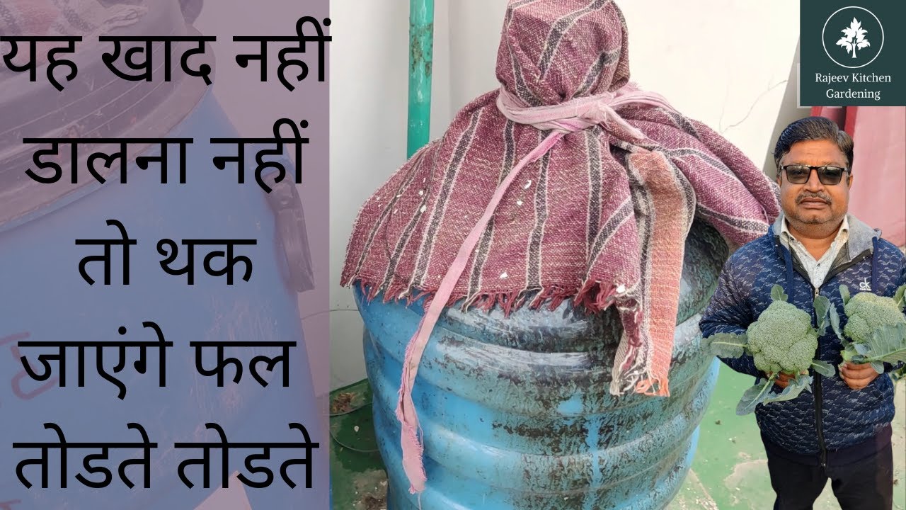 यह खाद नहीं डालना नहीं तो थक जाएंगे फल तोडते तोडते || Terrace Gardening || Organic Gardening ||