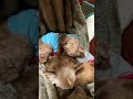 @心臓弁膜症のケビンと保護犬望愛    @今日も仲良く添い寝タイム   @幸せな夢を観ているかな