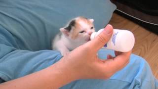 くるねこ大和　胡桃ちゃん314g　20150511