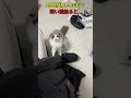 野良猫触った手で飼い猫触ると… #youtubeshorts #おすすめ #shorts
