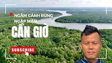 🌿 Con Đường Xuyên Rừng Sác Cần Giờ | Đẹp Mướt Mắt Ngay Gần Sài Gòn!