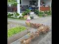 Had You Ever Seen a Way of Raising Chickens Like This?#funny #pet #shuorts #pets