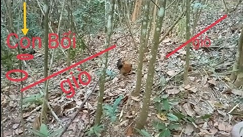 Bẫy gà rừng rặc kèo bổi già ne giò
