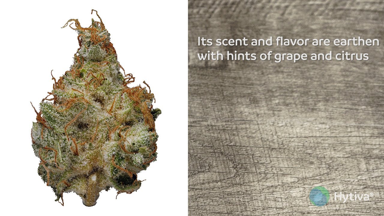 Purple Tangie Strain Review