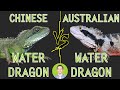 Australian Water Dragon vs Chinese Water Dragon - Head To Head
