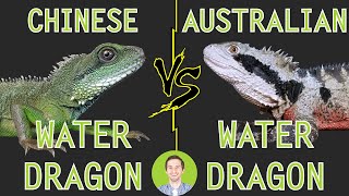 Australian Water Dragon vs Chinese Water Dragon  Head To Head