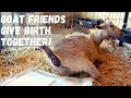 NIGERIAN DWARF GOAT FRIENDS GIVE BIRTH at the SAME TIME! She TRIED to STEAL the BABY!