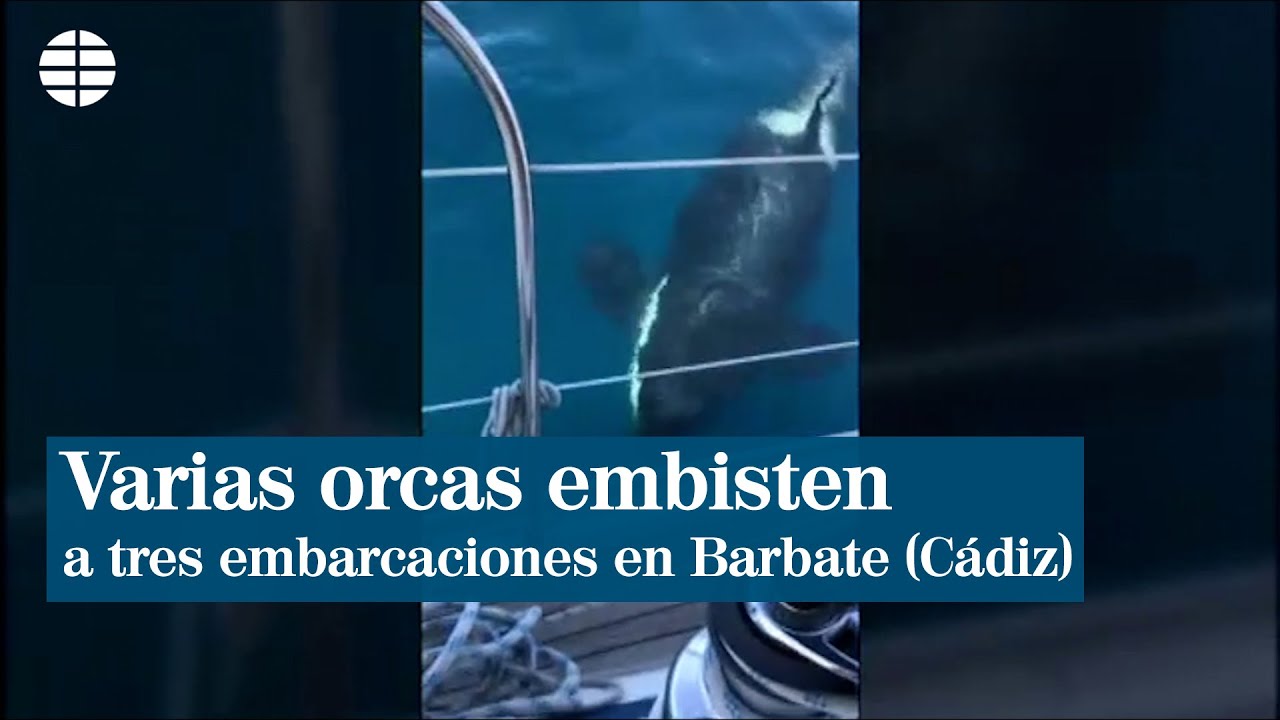 Varias orcas embisten a tres embarcaciones en Barbate (Cádiz)