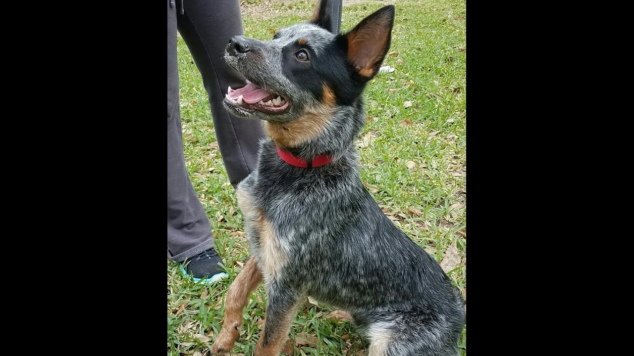 Australian Cattle Dog Rescue... YouTube
