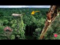 Suku Korowai, Pemilik Rumah Pohon Tertinggi di Papua Indonesia !