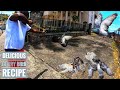 AMAZING SLINGSHOT HUNTING PIGEON + DOVE IN KINGSTOWN || DELICIOUS CURRY BIRD RECIPE Ep.66