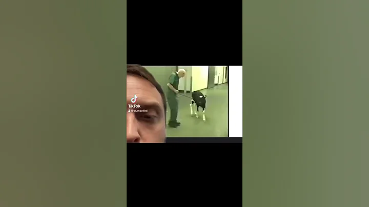 The Greatest Vet of All Time #shorts #veterinary #vetmed