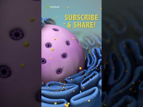 Video: Wat is ribosome in 'n sel?