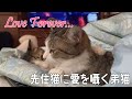 【タビメロ】先住猫に愛を囁きどうしても一緒に眠りたい末っ子猫
