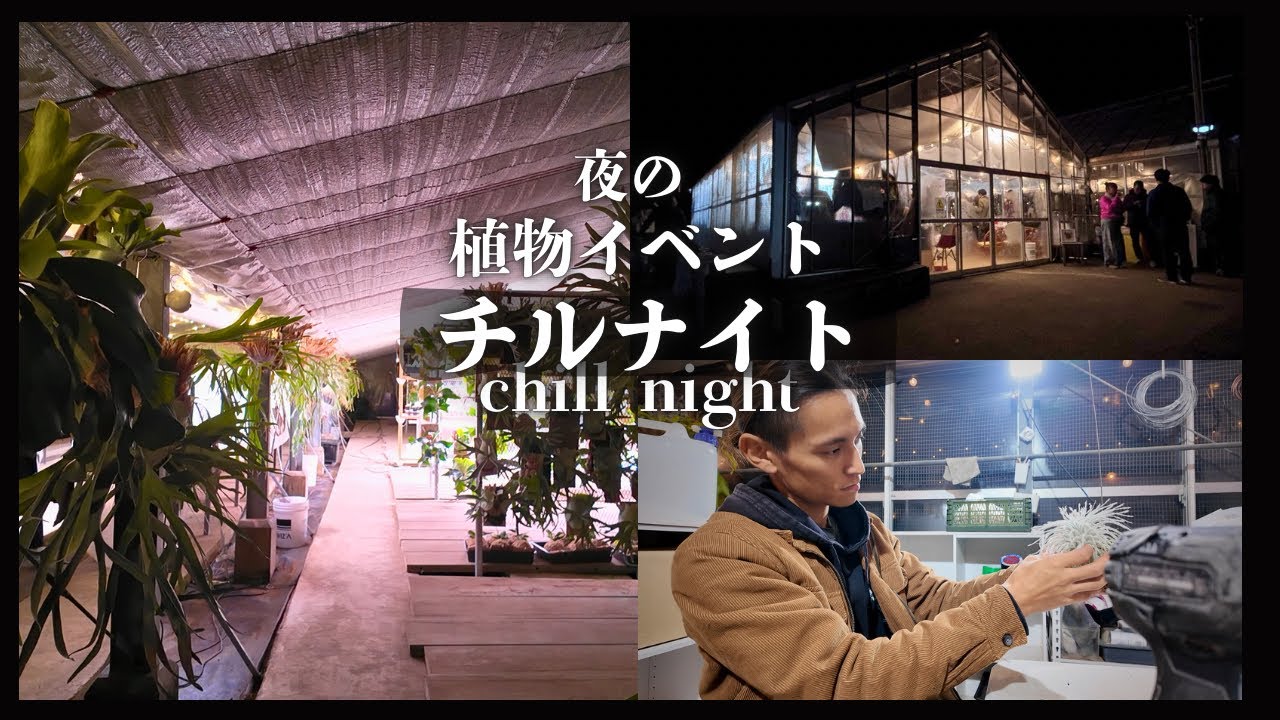 植物好きによる交流イベント！チランジアワークショップ！　ライボタボタライ　チルナイト