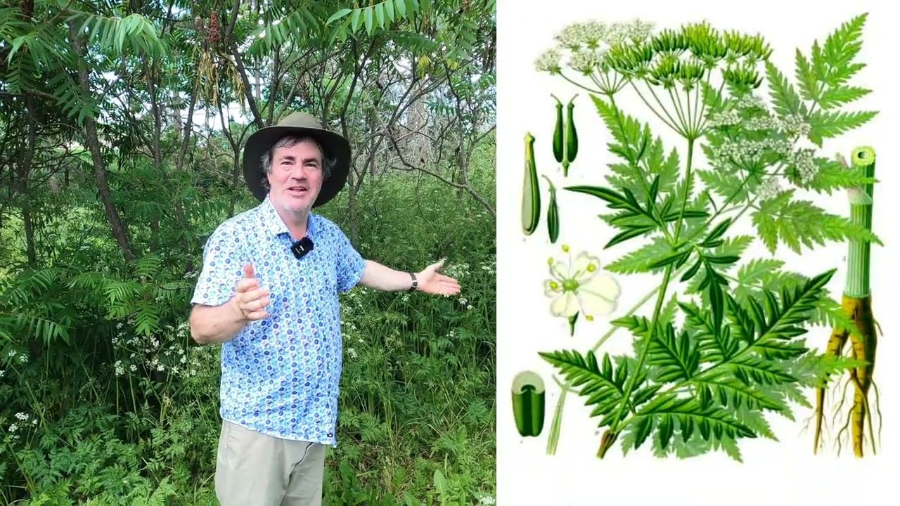 Sumac & Anthrisque des Bois | Comestibles Sauvages !