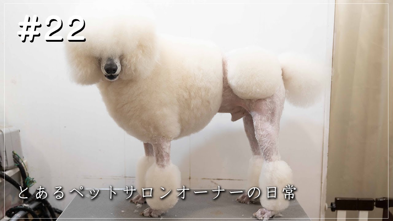 【とあるペットサロンオーナーの日常＃２２】スタンダードプードルのペットコンチ・トイプードル・トリミング