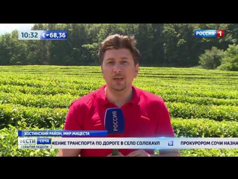 Мацеста чай - Летняя практика студентов