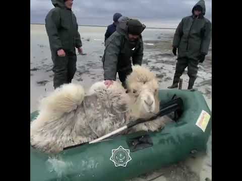 Спасатели помогли верблюдам во время паводков