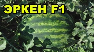 Арбуз Эркен F1 - ультраранний. Фантастика. Отличная завязываемость и скороспелость! Арбуз Эркен F1 - ультраранний. Фантастика. Отличная завязываемость и скороспелость!