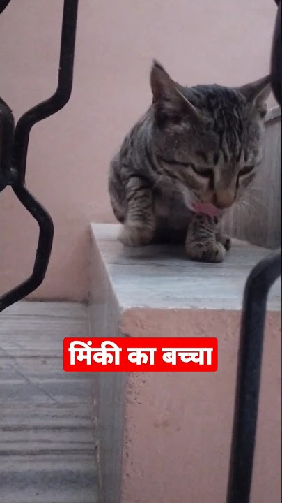 मिंकी का बच्चा | #Minkiaawaj | Minki sound | #minki | Minki voice | #minkikabachchha | #shorts