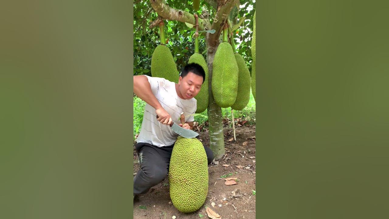 Jack Fruit Flesh And Farm Jackfruit Seeds Eating Jackfruit, Arils And