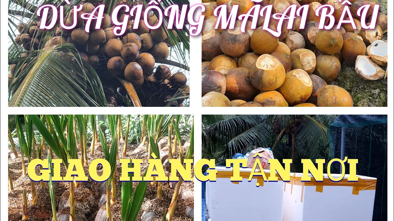 DỪA GIỐNG MÃLAI BẦU ĐÓNG HÀNG ĐI MIỀN BẮC