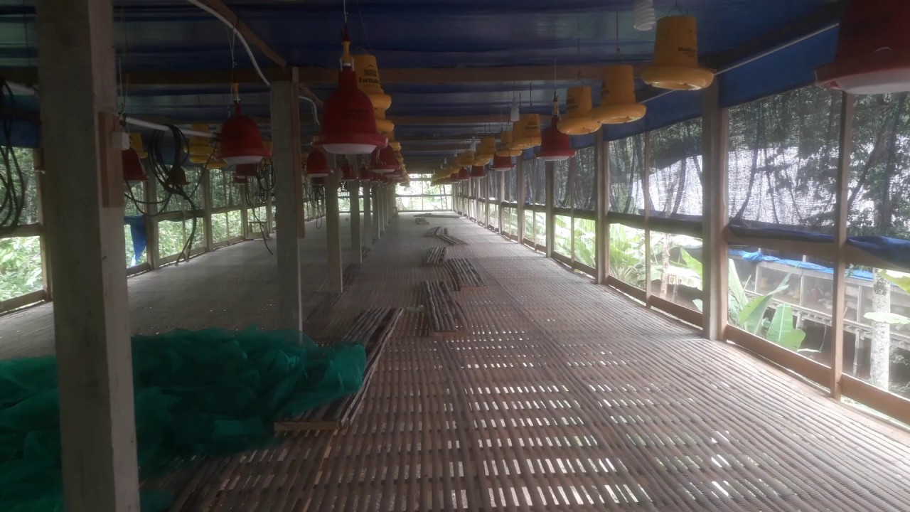 Referensi Pembuatan Kandang Ayam Broiler Pop 4 rb