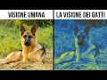 70 fatti di animali rari che vi faranno dire "Eh?".