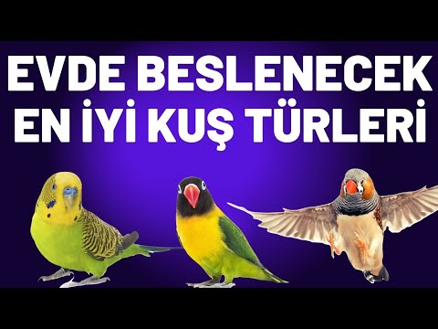 Video: Gloster kanareykaları nə qədər yaşayır?