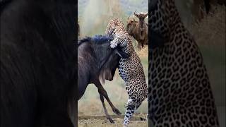 نمر يقتل صغير حيوان النو ! leopard attack baby wildebeest