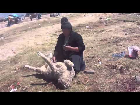 Koyun Kesen Kadın KKB  How to slaughter a lamb or goat or sheep woman. Kurban Kesimi