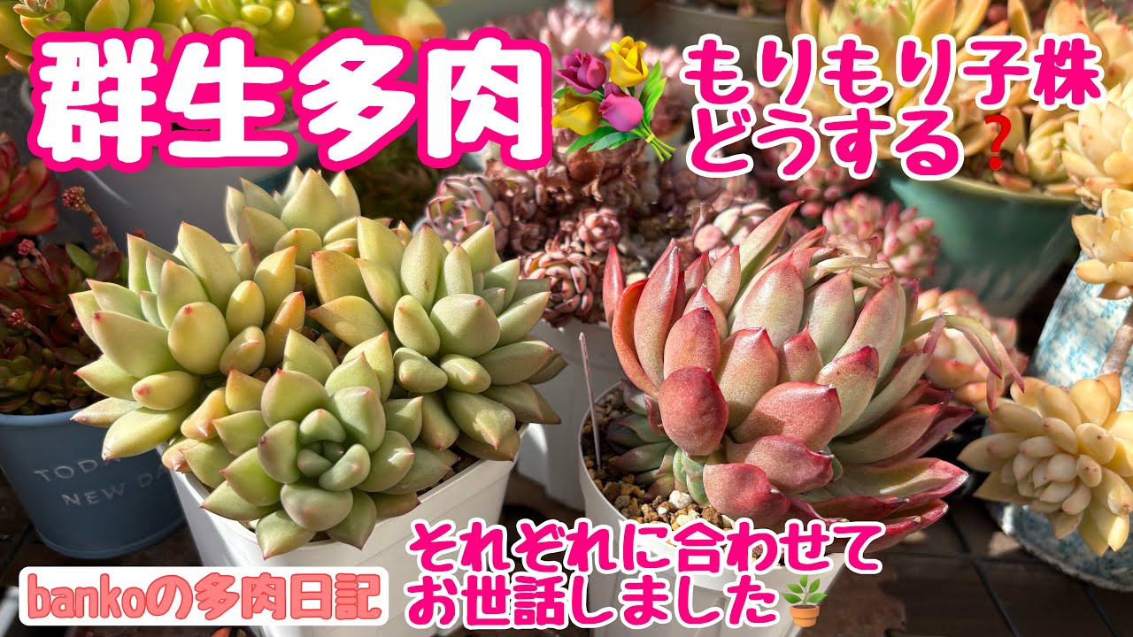 【多肉日記#367】２年前の実験結果は🧪もりもり増える群生多肉💐それぞれの状態に合わせてお世話しました🪴
