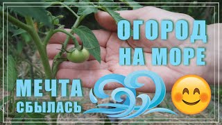 Огород на берегу моря. Мечта сбылась