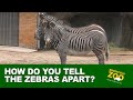 How do you tell the zebras apart?