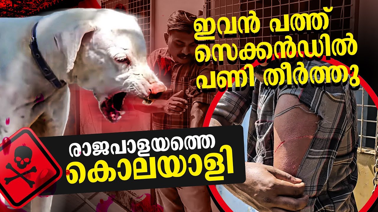 രക്തദാഹിയായ നായ.. Rajapalayam dog challange.. Leash Talks