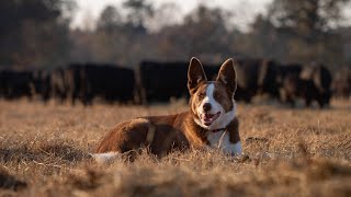 Farm Dog of the Year 2024: Skippy by American Farm Bureau 9,323 views 4 months ago 2 minutes, 18 seconds