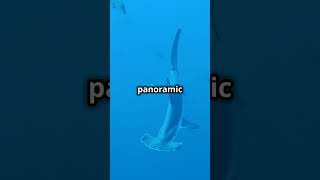How Hammerhead Sharks See the World!
