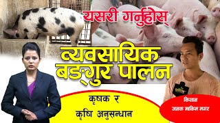 व्यवसायिक बङ्गुरपालन गर्ने तरिका यस्तो छ ||  Pig Farming in Nepal ||कृषक र कृषि अनुसन्धान