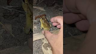 Catch Toad Frog Funny 
