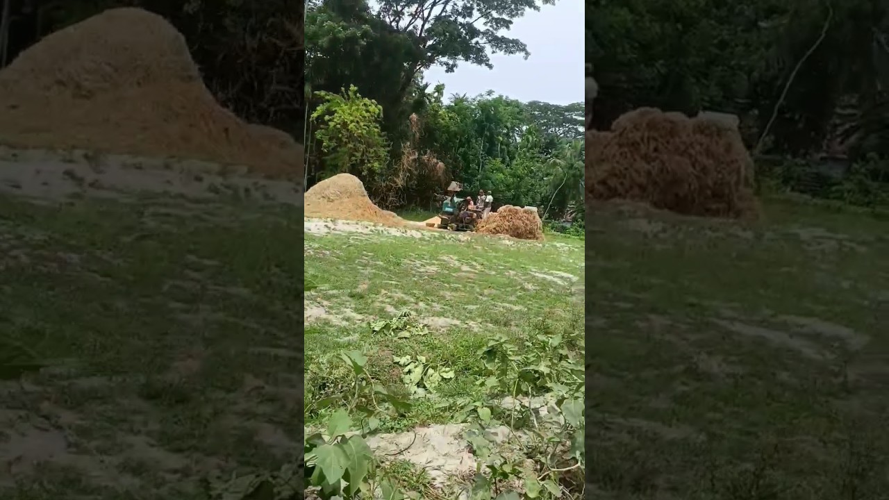 Rice Making From Paddy|Amazing Process😮 #youtubeshorts #shorts #short