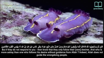 سورة القصص - سعد الغامدي - مترجم | Surah Al Qasas - Saad Alghamdi - English subtitles