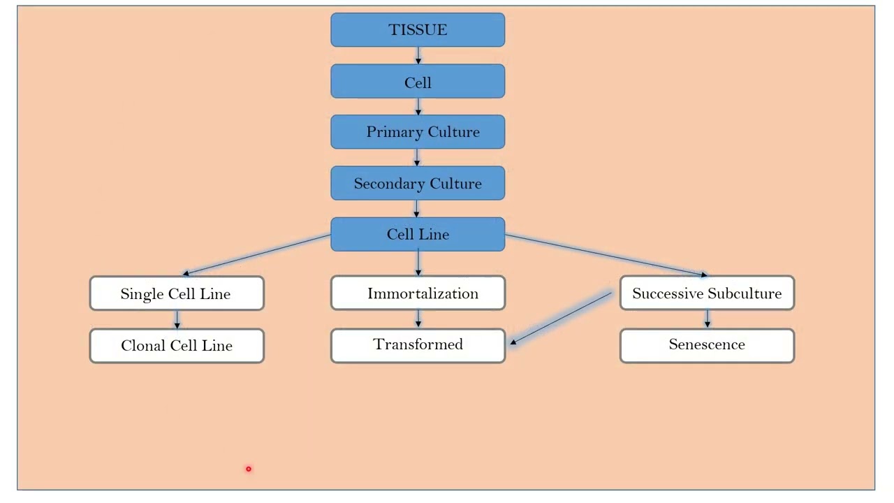 Isolation and development of cell line