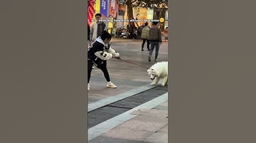 Dog have more attitude than human 🐶 #shorts