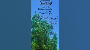 SURAH AT TIN TILAWAT سورة التين Egzon #egzonibrahimi #surahalteen #altın #surahtin